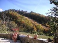 Autumn - Autumn Trees